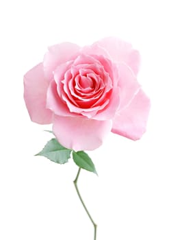 Flower pink rose on the white background