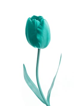 Single green rose flower with white background
