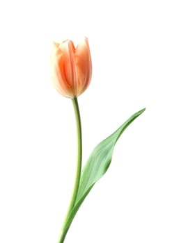 Single orange rose flower with white background