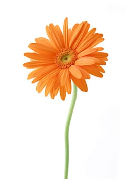 Single orange white sunflower flower on white background
