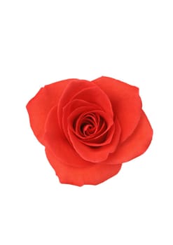 Flower red rose on the white background