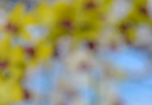 Defocused yellow flowers for abstract background