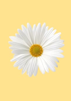 White sunflower flora on yellow background