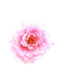 Flower pink rose on the white background