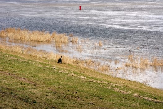 A hunting dog,Pointer places an animal on the banks of a river.