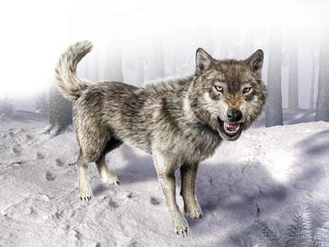 Wolf growling standing on snow. With fading forest on background.
