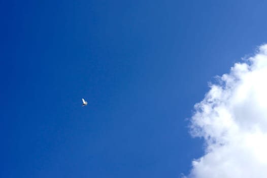 A white pigeon flutters on a spot in fine weather.