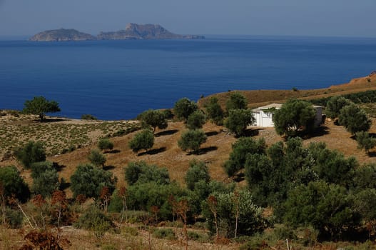 Olive plantation