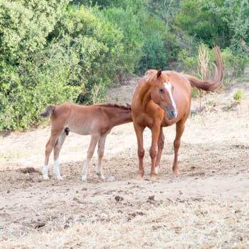 parents sons horses. Image of horses with "horse mummy"" and baby horse. Anglo Arab Sardinian race"