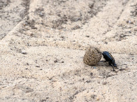 Dung beetle pushes his ball in a steep climb. concept of tenacity and willpower