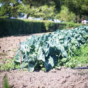 planting of cabbage lined. Field of cabbage. Concept of agriculture and metaphor of newborn.