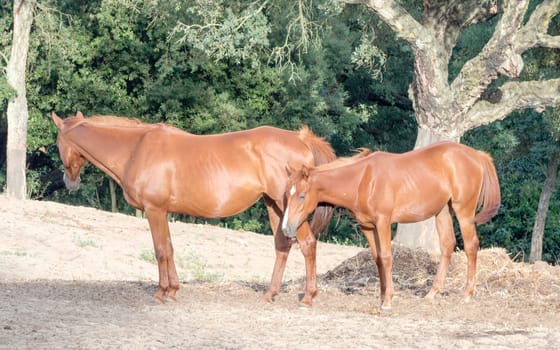 parents sons horses. Image of horses with "horse mummy"" and baby horse. Anglo Arab Sardinian race"