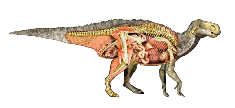 Dinosaur anatomy Iguanodon total cutaway, showing all internal organs, muscles and skeleton. Side view on white background with clipping path included.
