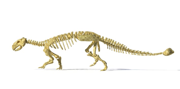 Photorealistic 3 D rendering, scientifically correct of an Ankylosaurus dinosaurus full bone skeleton. Side view with drop shadow. Clipping path included.