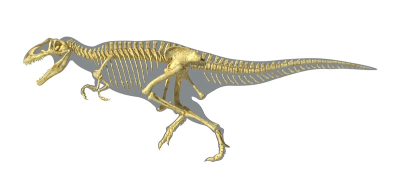 Gigantosaurus dinosaurus full photo-realistic skeleton, scientifically correct, on body silhouette. On white background with clipping path.