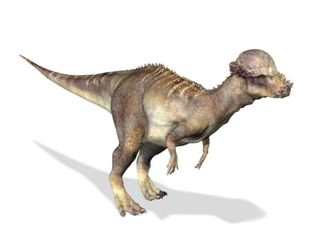 Photorealistic 3 D rendering of a Pachycephalosaurus. On white background with drop shadow and clipping path included.