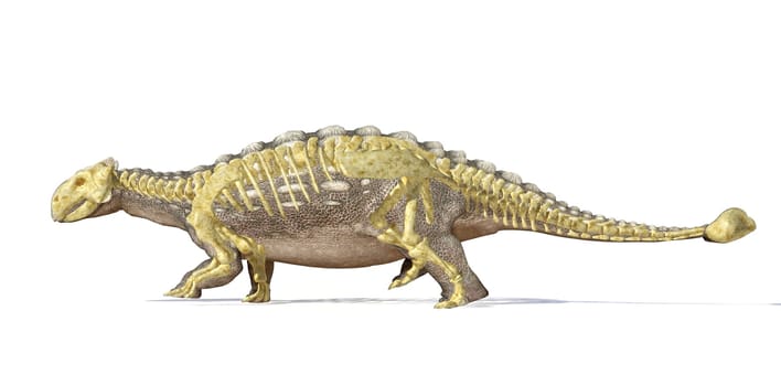 Photorealistic 3 D rendering, scientifically correct of an Ankylosaurus, with full bone skeleton superimposed, Side view with drop shadow. Clipping path included.