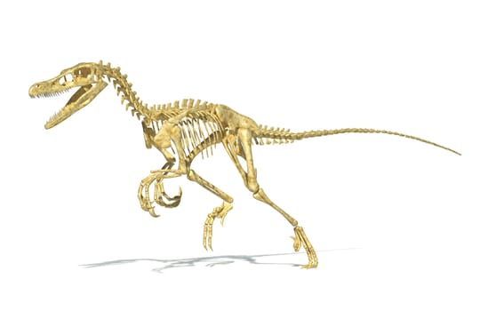 Velociraptor dinosaur, full skeleton scientifically correct, with drop shadow on white background. Clipping path included.