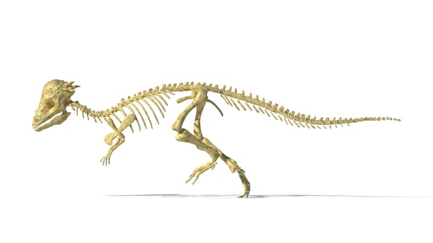 Pachycephalosaurus dinosaur, full photo-realistic skeleton, scientifically correct. Side view On white background. WIth drop shadow and clipping path included.