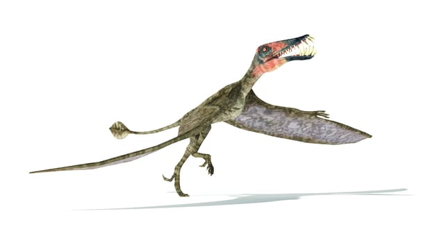 Dorygnathus flying Dinosaur photorealistic and scientifically correct representation, take off view. On white background with drop shadow. Clipping path included.