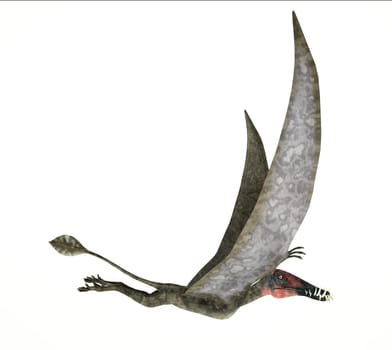 Dorygnathus flying Dinosaur photorealistic and scientifically correct representation, side view. On white background. Clipping path included.