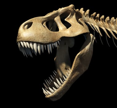 T-Rex skull close-up. On black background. Clipping path included.