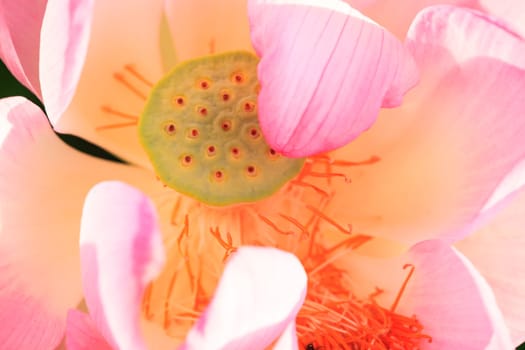The Lotus flower and Lotus flower plants