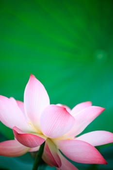 The Lotus flower and Lotus flower plants