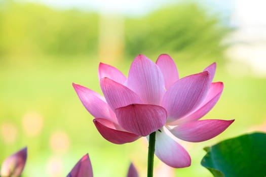 The Lotus flower and Lotus flower plants