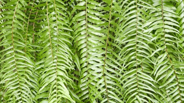 Green leaves pattern background