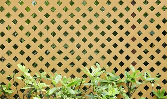 gardening brown fence with green plants