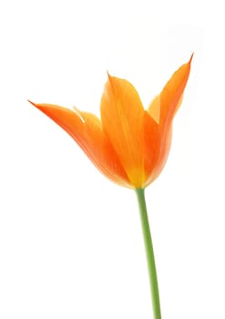 One orange flora on the white background