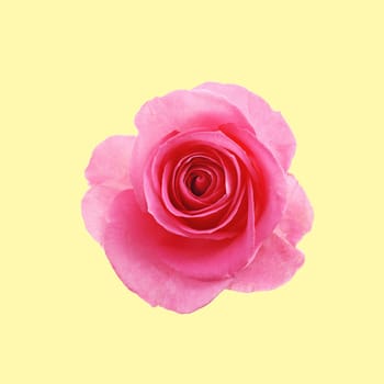 Flower red rose on the white background