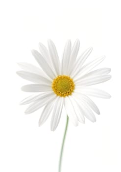 White sunflower flora on white background