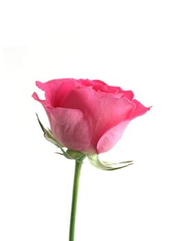 Flower red rose on the white background