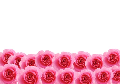 Flowers pink rose textured background