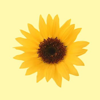 Yellow sunflower flora