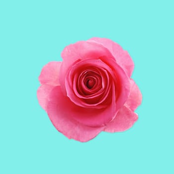 Flower red rose on the white background