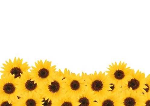 Yellow sunflower flowers textured background