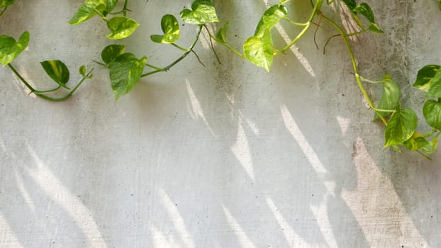 Green vine with shadow around the wall
