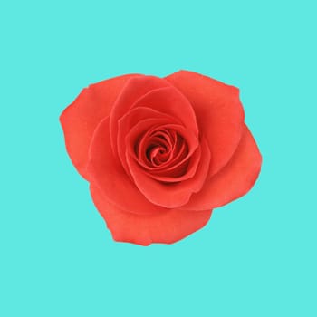 Flower red rose on the blue background