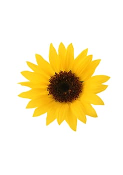 Yellow sunflower flora