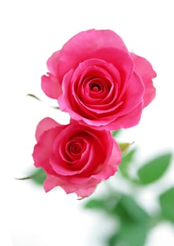 Two red rose flowers on the white background