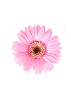 Pink sunflower flora on white background