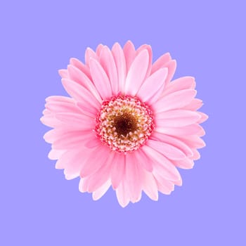 Pink sunflower flora with purple background
