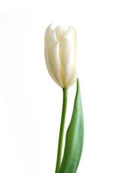 One white flora on the white background