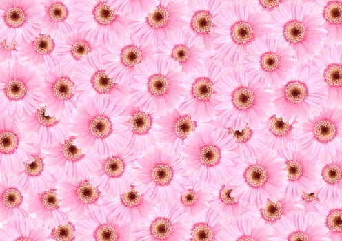 Pink sunflower floras textured background