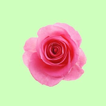 Flower pink rose on the mint green background