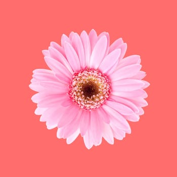 Pink sunflower flora with red background