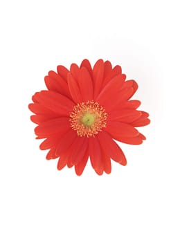Red sunflower flora on white background